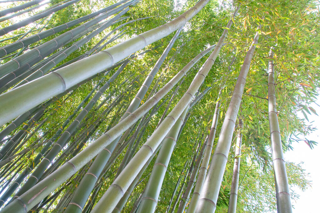 La bambouseraie de Prafrance est idéale à visiter en juin